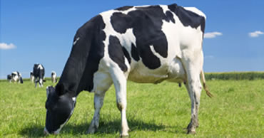 Lechera A.P 20 % : Nuevo Producto para productores lecheros.
